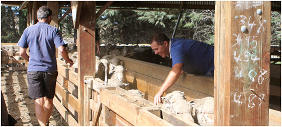Two men inspecting ewes in sheep yards at the Canterbury central progeny test site