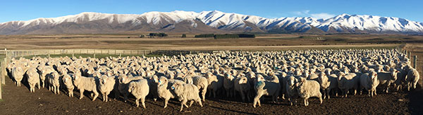 Ewes at the Central Progeny Test site in Omarama