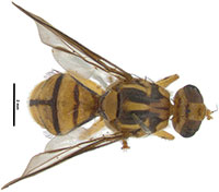 Tau fly with 2mm rule for scale