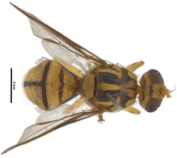 Tau fly with 2mm rule for scale