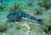 Blue Cod resting on a rock