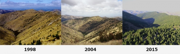 Images showing how wilding conifer can spread if left unchecked