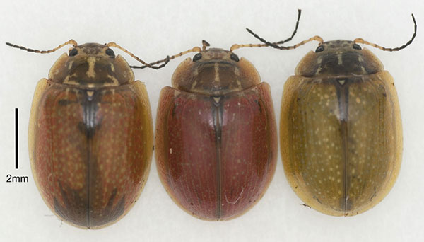 3 Eucalyptus variegated beetles compared to 2 millimeter scale