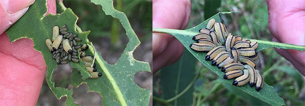 Eucalyptus variegated beetle eggs & larvae (left) and full-grown larvae (right)