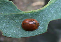Eucalytpus variegated beetle on a leaf