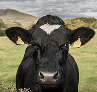 cow standing on field
