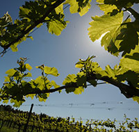 grapevines