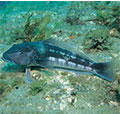 Blue cod