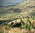 Afforestation Grant Scheme