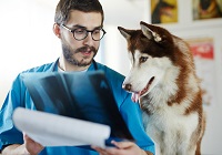 Vet meds