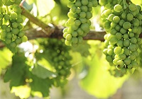 Testing wine