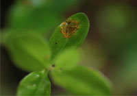 Myrtle rust