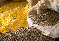 Importing feeds of plant origin