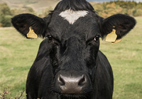 Mycoplasma bovis