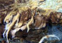 didymo in stream