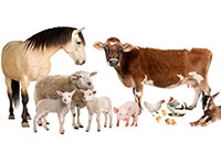 Animal welfare