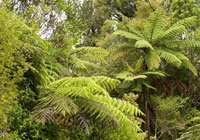 native forest habitat