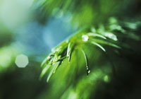 leaf closeup