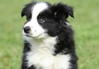 dog black and white