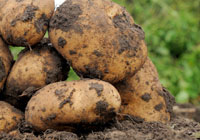 Exporting potatoes