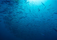 school of sardines