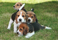 detector dog puppies