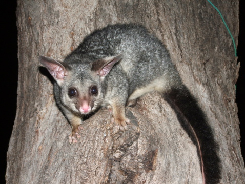 possum on a tree