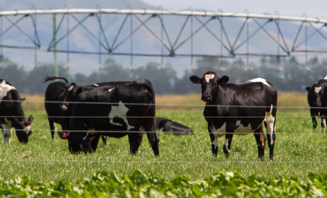 Cows grazing in field, with centre pivot irrigation system in background.