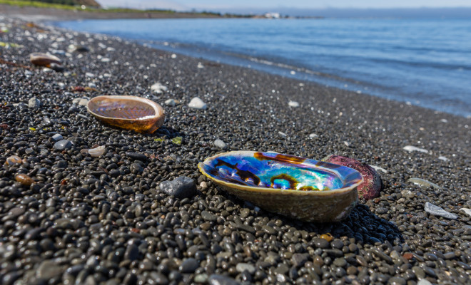 Pāua shells on the seashore
