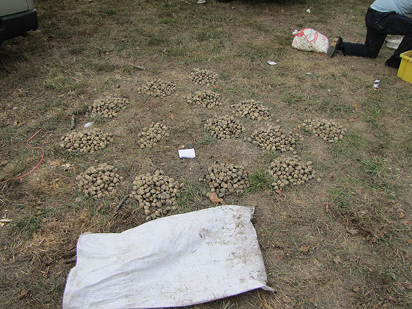 14 piles of cockles and an empty white sack on the ground