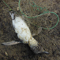 dead penguin tangled in set net
