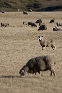 sheep in a dry paddock