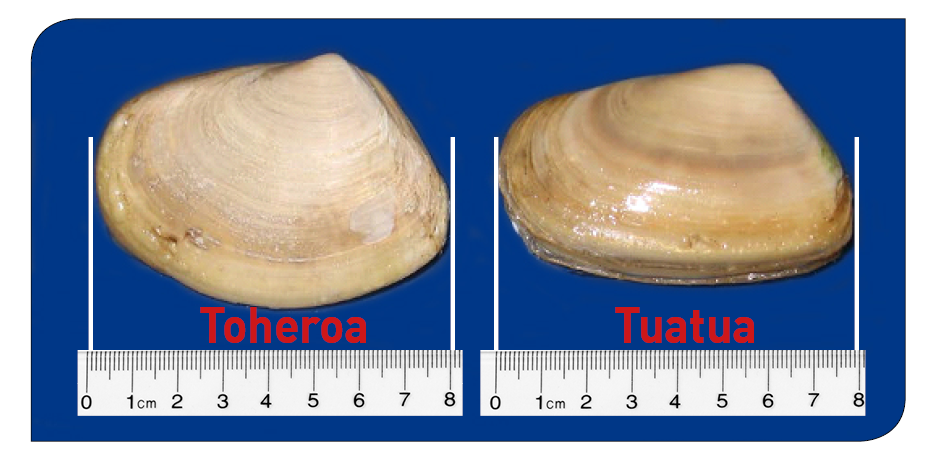 A toheroa shellfish on the left and a tuatua shellfish on the right