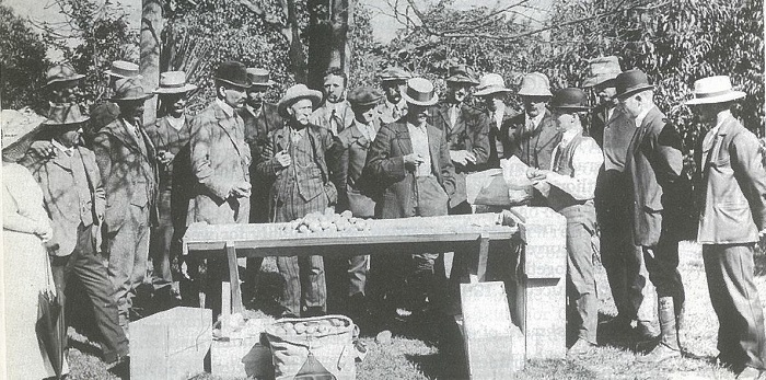 A group of around 20 people stand around a trestle table in an apple orchard as Department of Agriculture staff demonstrate apple packing in timber boxes to growers.