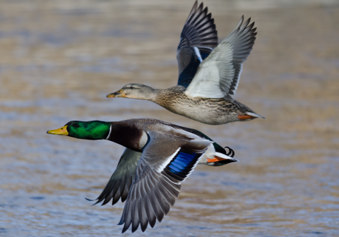 Two ducks flying over a lake