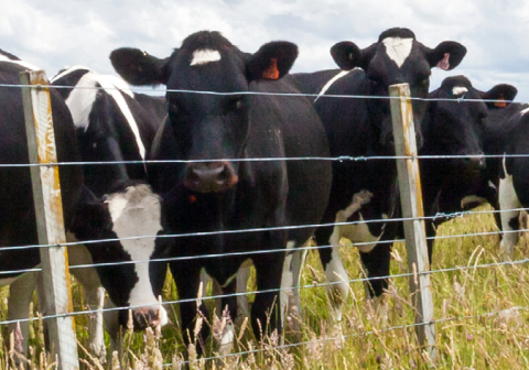 Dairy cattle lined up behind a fence