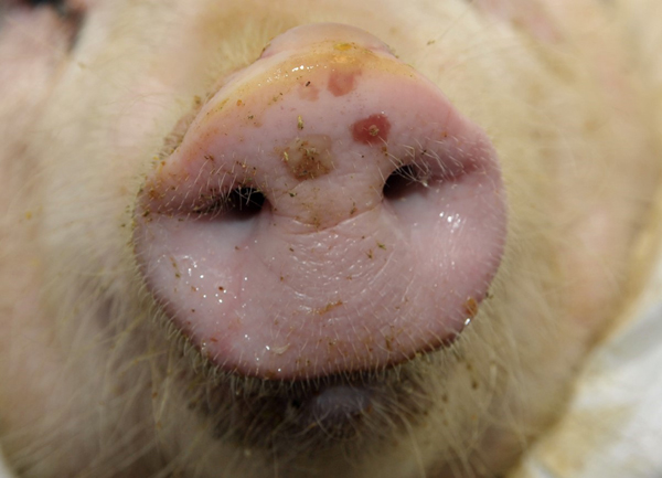 Pig snout with FMD sores