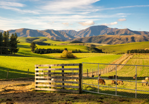 Farm gate with cattle grazing green pastures.