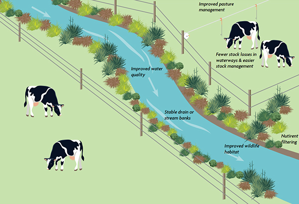 Infographic from DairyNZ showing proper waterway management and benefits to farm