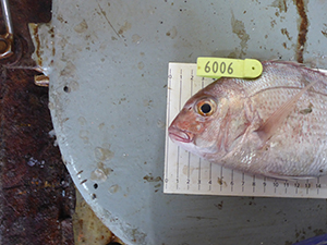 A tagged fish lying on measurement grid