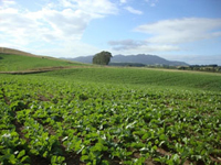 field of leafy crops