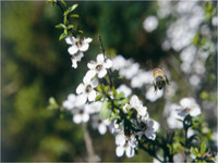 Bees hovering around a manuka plant with white flowers