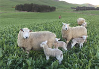 Sheep in a field with lambs