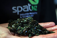 pile of young Greenshell Mussels held by someone wearing a SPATnz shirt