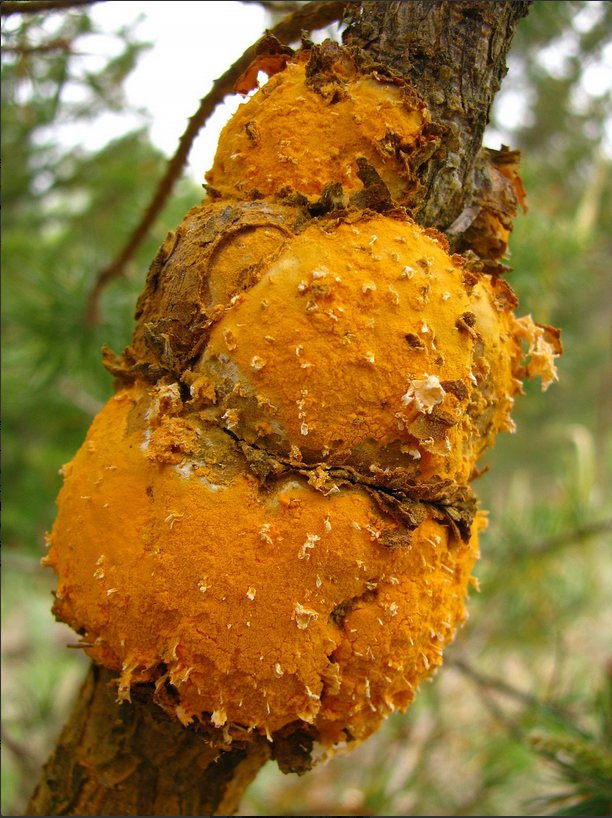 Powdery orange spores covering round swellings on a branch