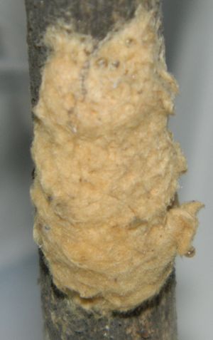 Creamy coloured mass of eggs covered in hairs on a tree 
