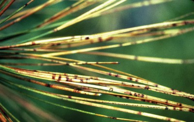 Pine needles with brown discolouration