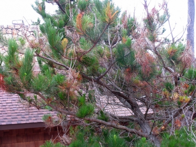 pine tree with brown needles