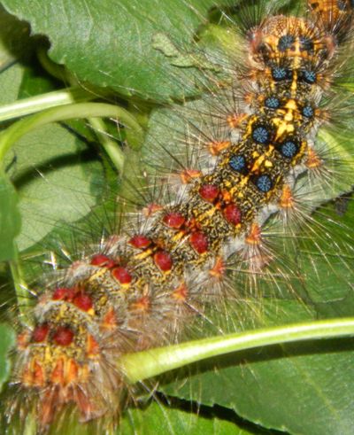 caterpillar with pairs of blue dots on the front of its body and pairs of red dots on the back
