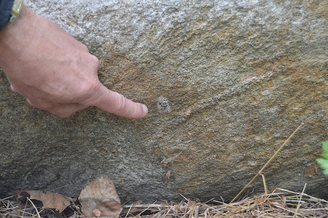 Finger pointing to a small cluster of eggs on a vertical rock surface.